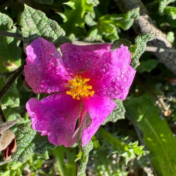 Cistus crispus Blüte