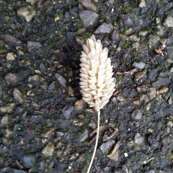 Phalaris canariensis Flower