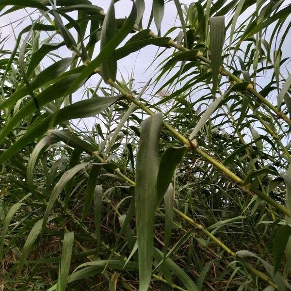 Arundo donax Ліст