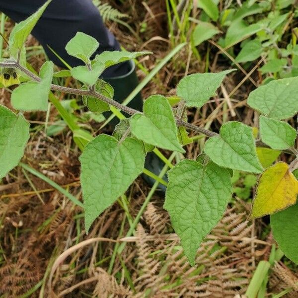 Physalis peruviana Лист