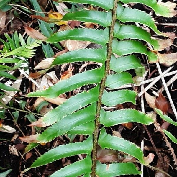 Polystichum munitum Blatt