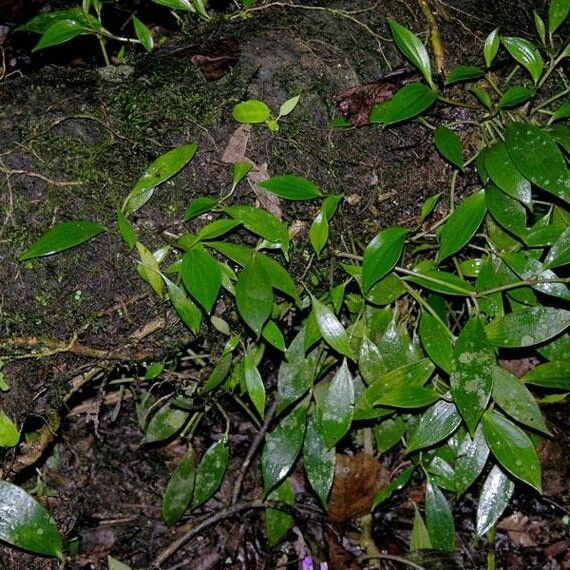 Peperomia pseudopereskiifolia