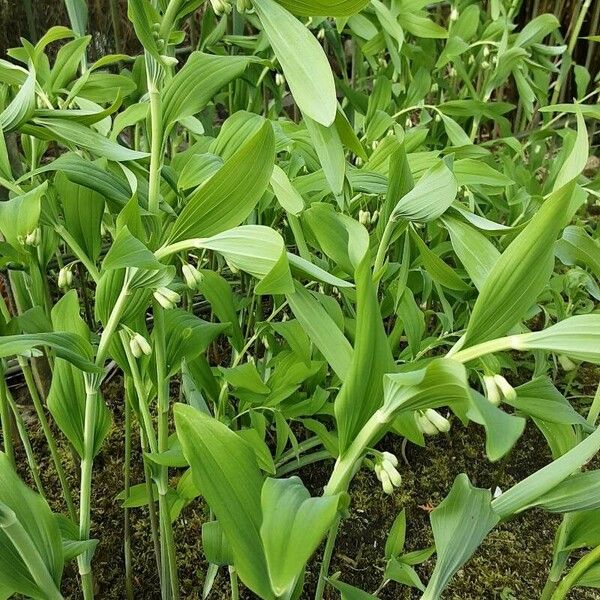 Polygonatum multiflorum Лист