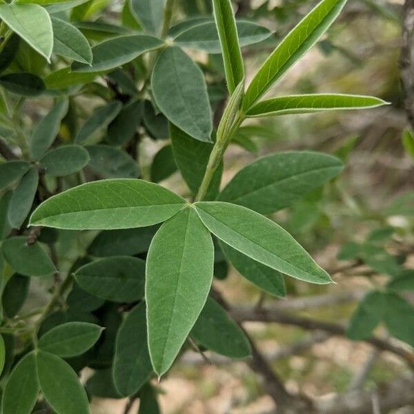 Anagyris foetida Fuelha