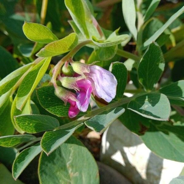 Lathyrus japonicus 花