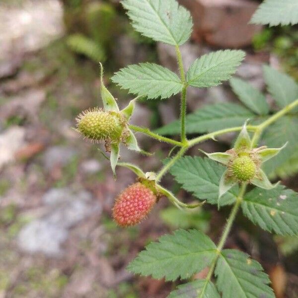 Rubus rosifolius Fruto