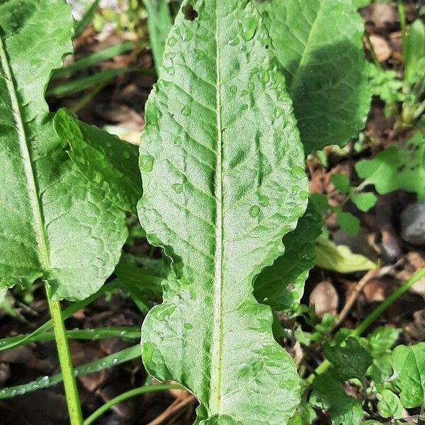 Rumex patientia Folha