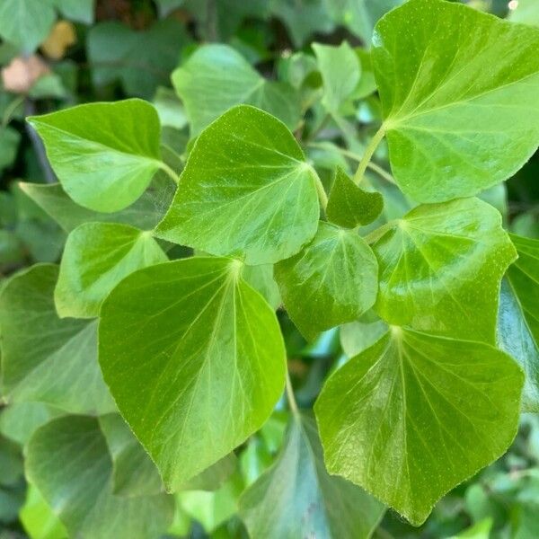 Hedera colchica Leaf