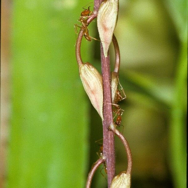 Gongora atropurpurea Flower