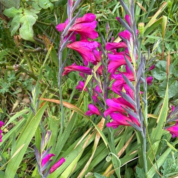 Gladiolus imbricatus Цвят