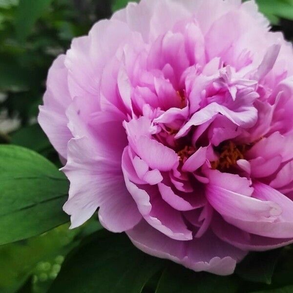 Paeonia × suffruticosa ᱵᱟᱦᱟ