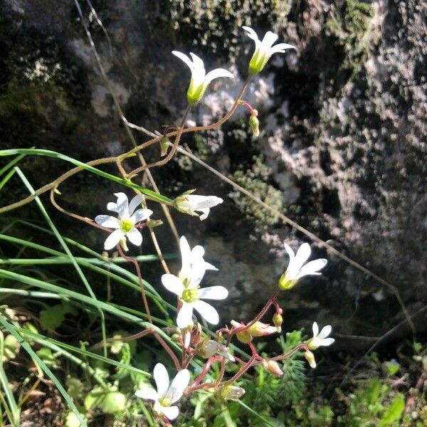 Saxifraga granulata Flor