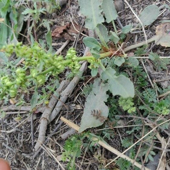 Rumex dentatus Frucht