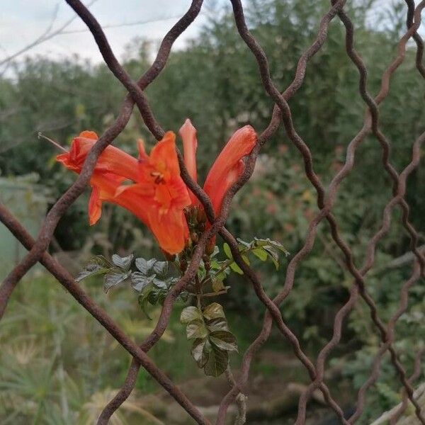 Tecomaria capensis Kvet