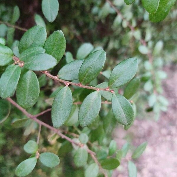 Myrsine africana Leaf