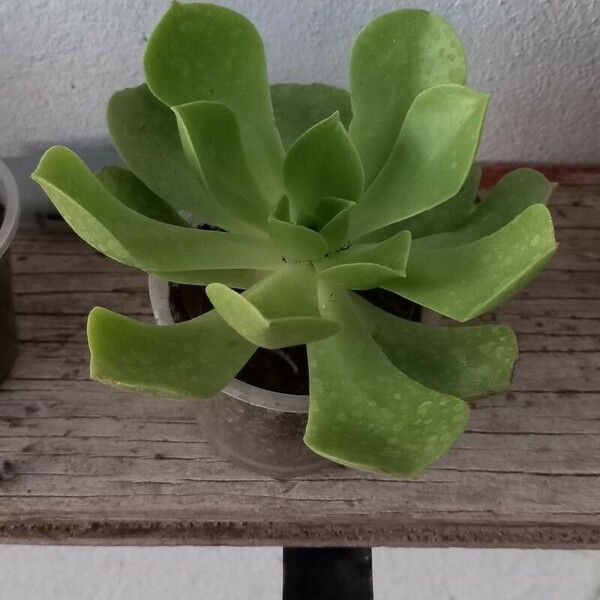 Aeonium canariense Blad