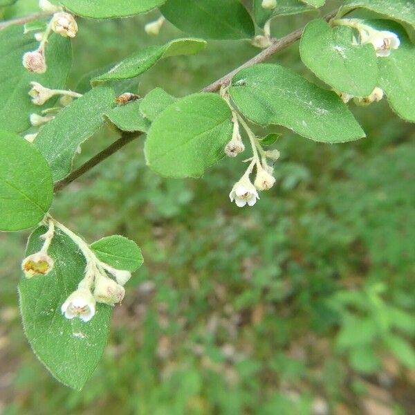 Cotoneaster tomentosus Sonstige