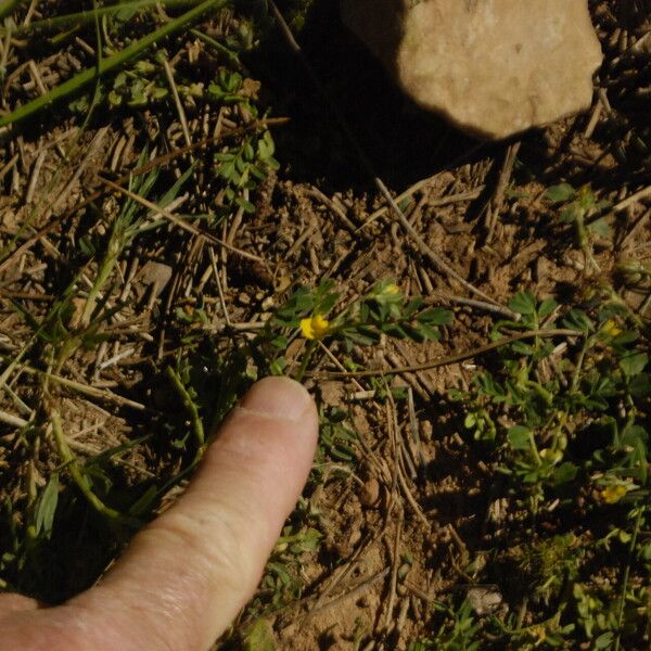 Medicago praecox Plante entière