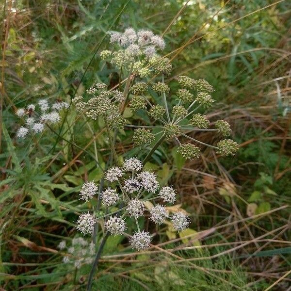 Cicuta virosa Bloem