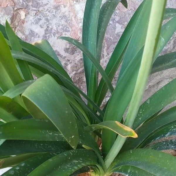 Agapanthus praecox Leaf