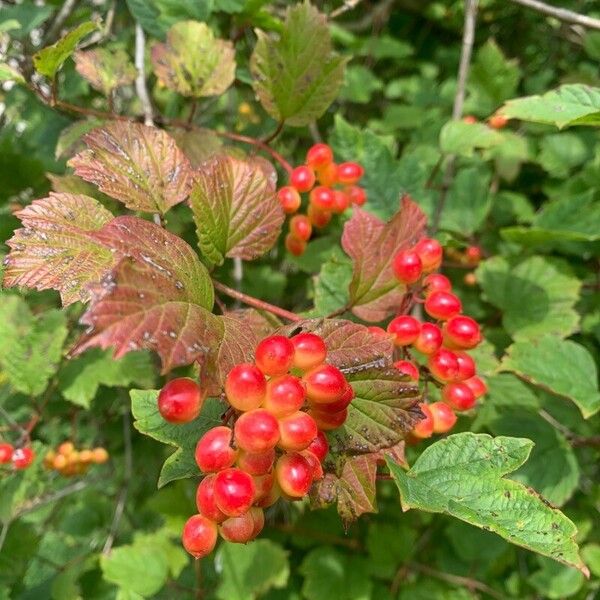 Viburnum trilobum Vili