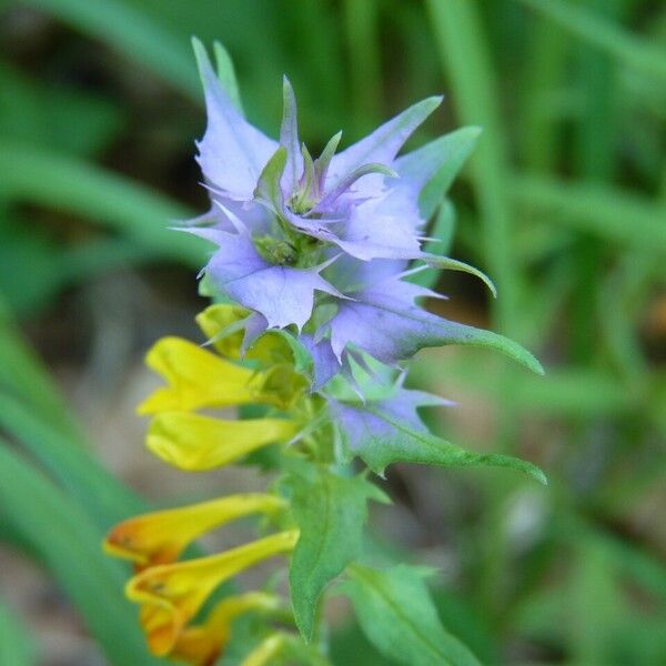 Melampyrum nemorosum Цвят