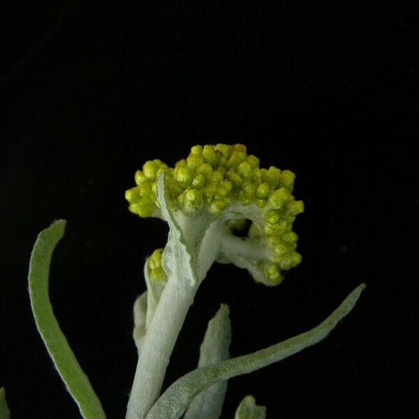 Pseudognaphalium affine Habit