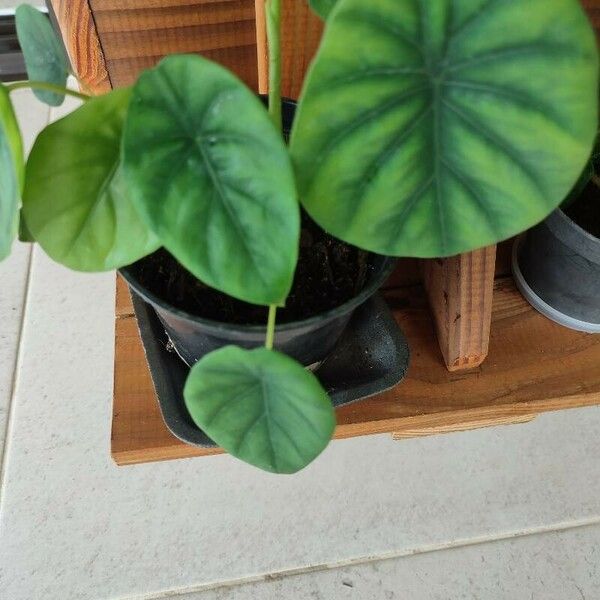 Alocasia clypeolata Blad