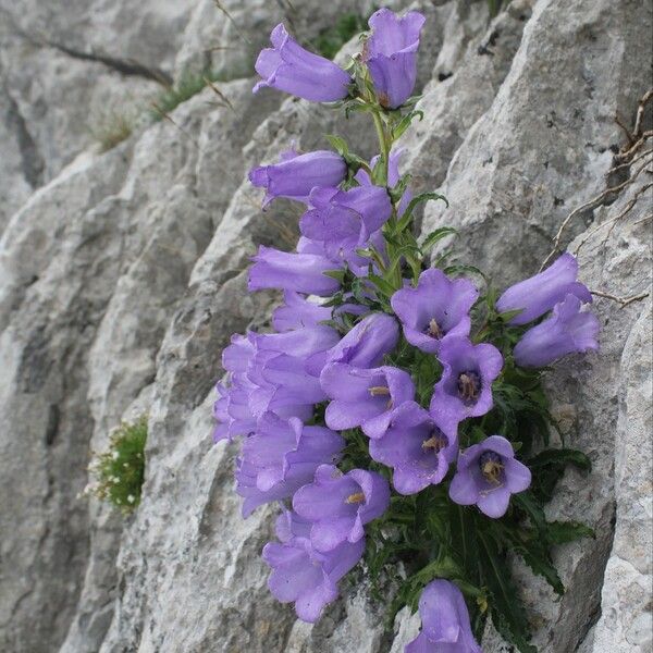 Campanula speciosa Žiedas