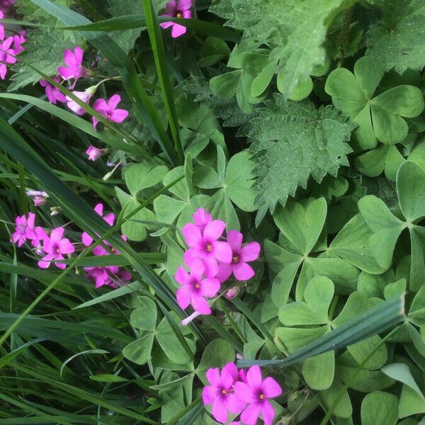 Oxalis articulata फूल