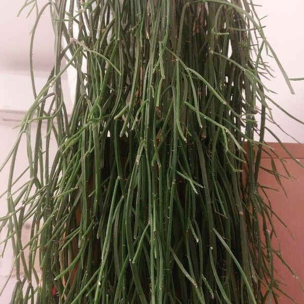 Rhipsalis baccifera Leaf