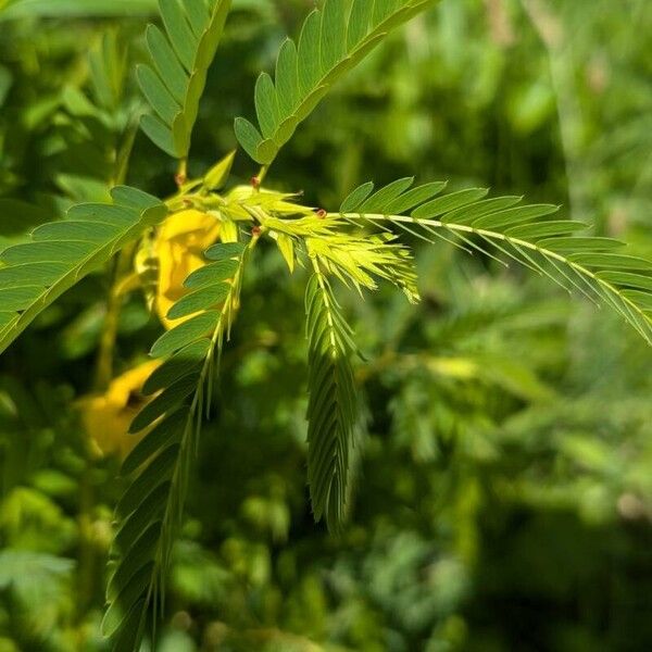 Chamaecrista fasciculata Feuille