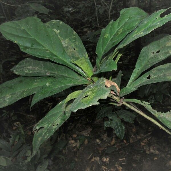 Cola micrantha Leaf