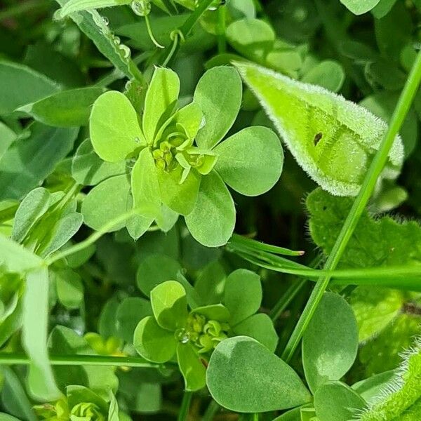 Trifolium micranthum Lehti