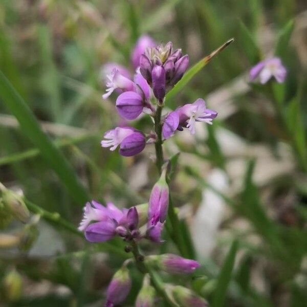 Polygala comosa Flower