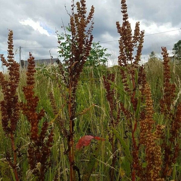 Rumex aquaticus Frukt