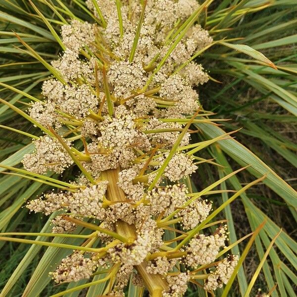 Aciphylla aurea Fleur