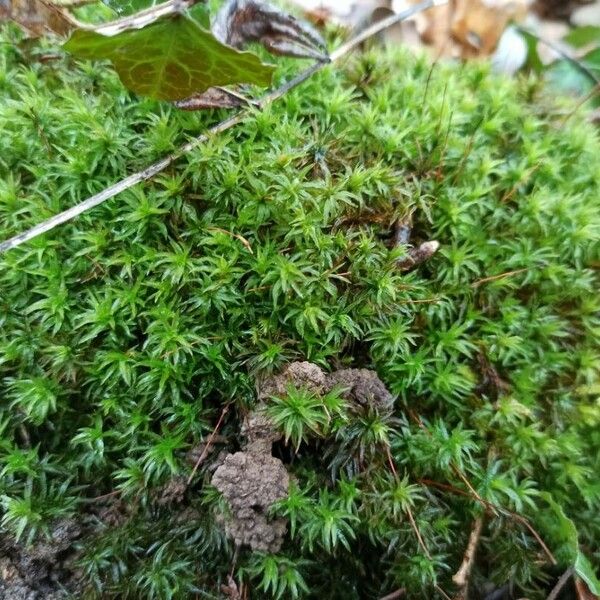 Plantago subulata Листок