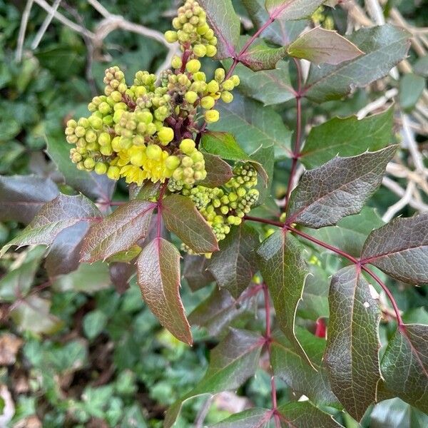 Berberis repens Květ