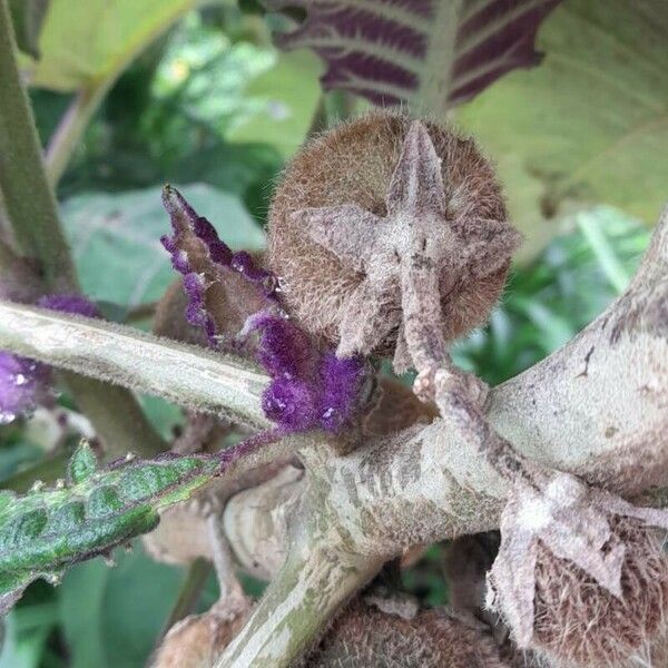 Solanum quitoense Fruitua