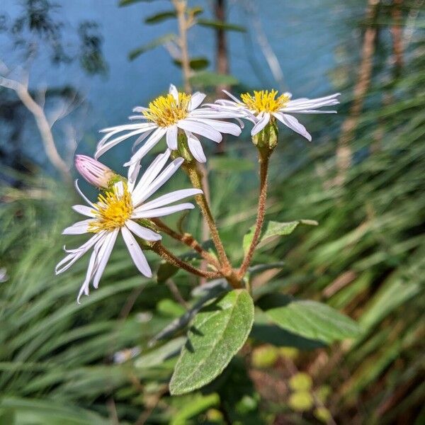 Olearia tomentosa Kukka