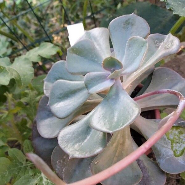 Echeveria gigantea Flor