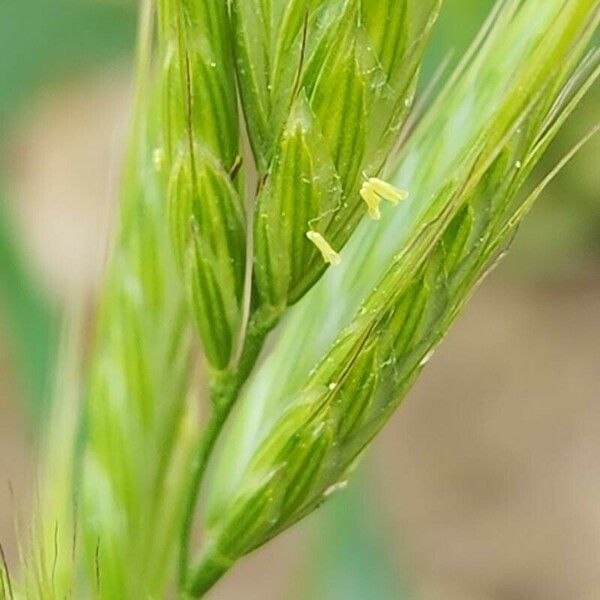 Bromus racemosus Blomst