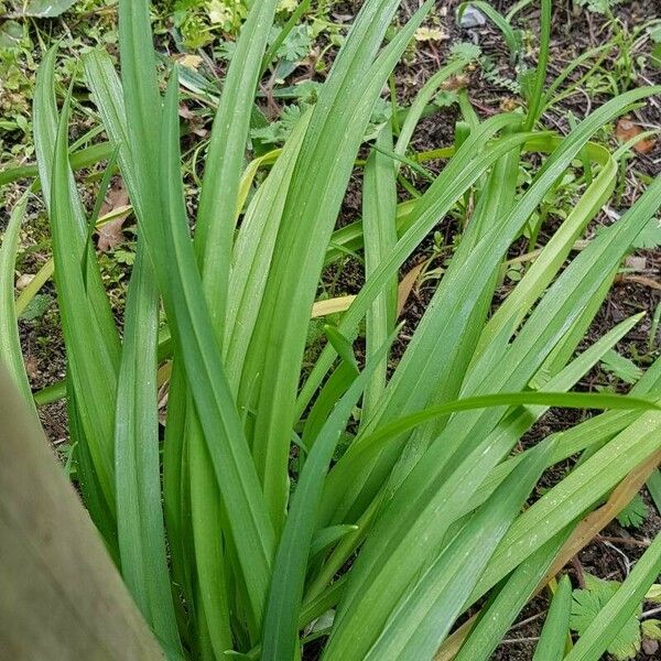 Allium triquetrum Leaf