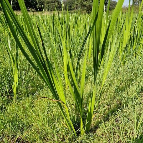 Acorus calamus Blad