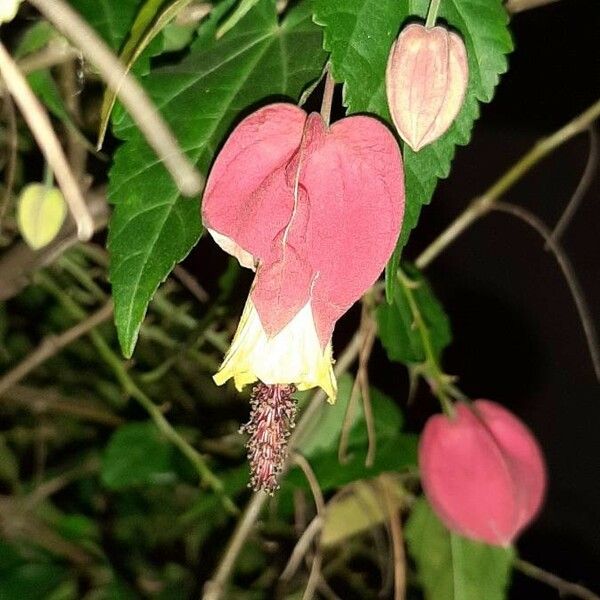 Abutilon megapotamicum Flors