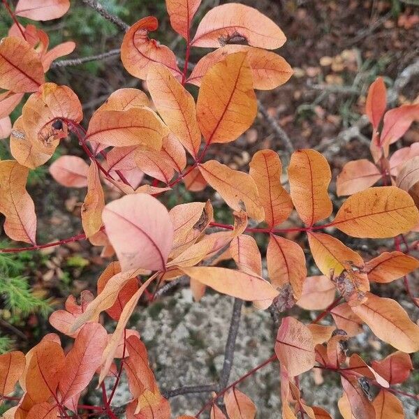 Pistacia terebinthus Fulla