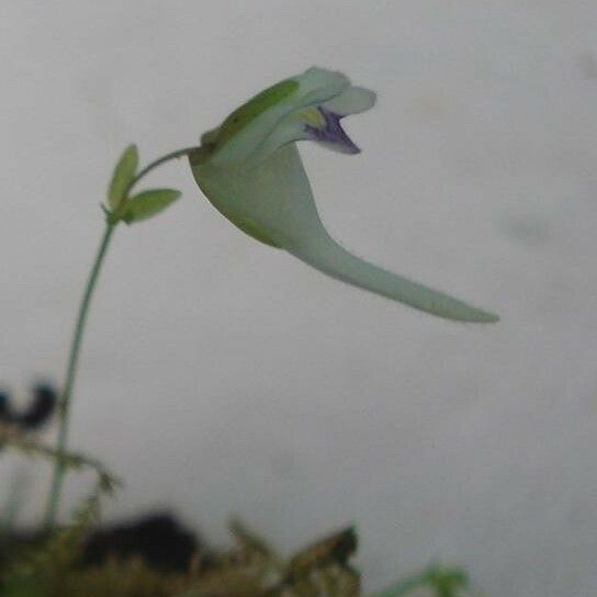 Utricularia jamesoniana Diğer