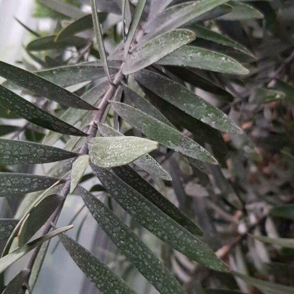 Agathis australis Leaf
