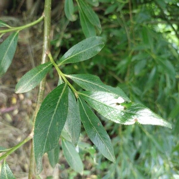 Salix pentandra Leaf